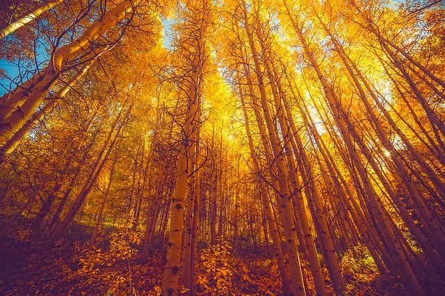 Discover the Best Spots in Colorado to See the Changing Colors of Aspen Trees